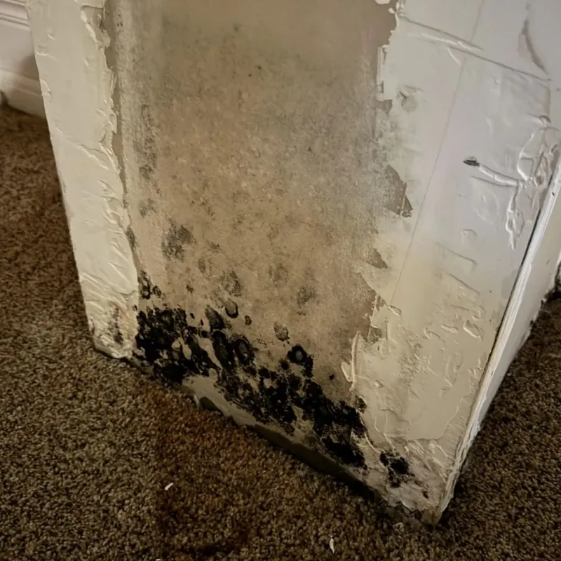 Professional Mold Removal in Missouri City, TX